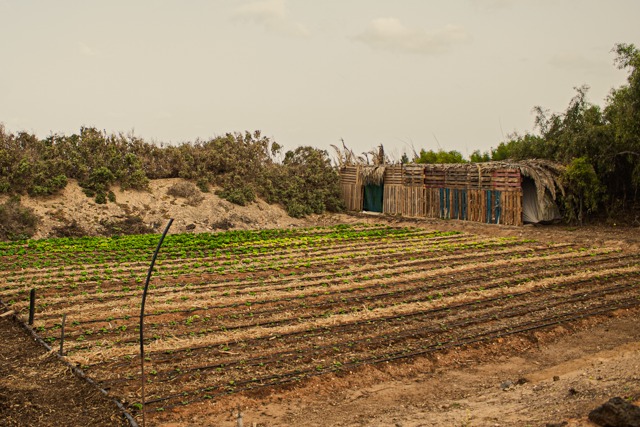 agroecologia finca biomilt