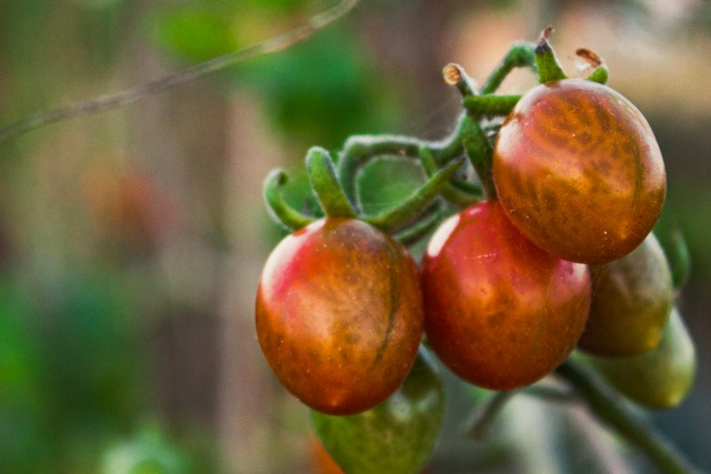 tomates frescos finca biomilt