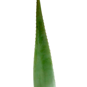 aloe