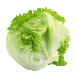 lechuga biolmilt